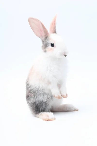 Молодий Чарівний Кролик Стоїть Білому Тлі Милий Кролик Великдень Новонароджене — стокове фото