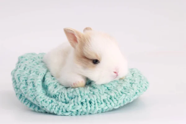小可爱的兔子宝宝 棕色的小耳朵 绿色纱线 白色背景的毛织布 可爱的小兔子 — 图库照片