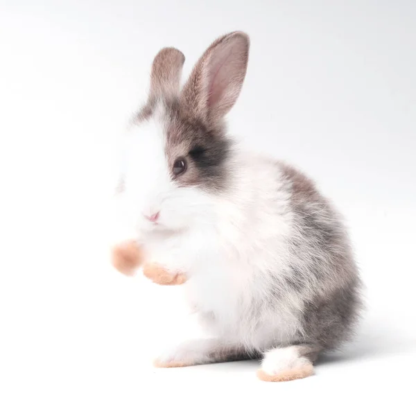 Jonge Schattige Konijntje Staan Witte Achtergrond Schattig Baby Konijn Voor — Stockfoto