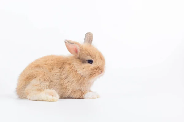 Baby Rabbit Month Old White Background — Stock Photo, Image