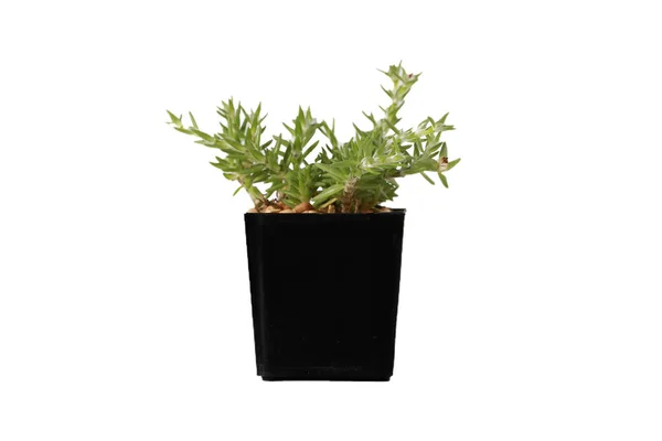 Succulent Cactus Potted Cactus Which House Plant Small Plastic Pot — Stock Photo, Image