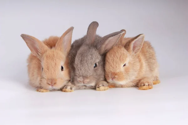 Baby Adorable Rabbits White Background Young Cute Bunnies Many Action — Stock Photo, Image