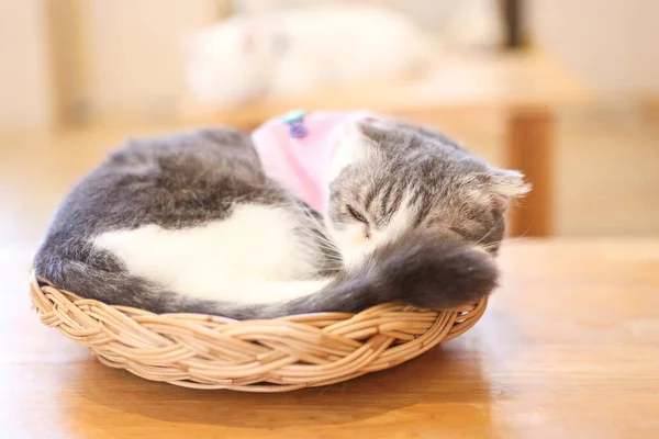 Gato Britânico Dobra Escocesa Gato Persa Deitado Chão Gato Cabelo — Fotografia de Stock