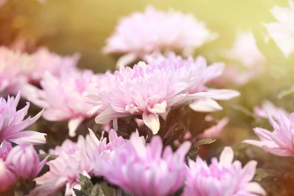 Många Vackra Söt Färg Krysantemum Blommor Fält — Stockfoto