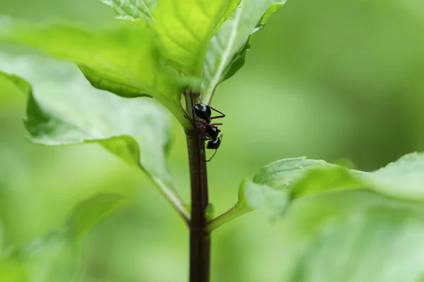 Zoete Thaise Basilicum Groene Bladeren Plant Als Tuin Thaise Basilicum — Stockfoto