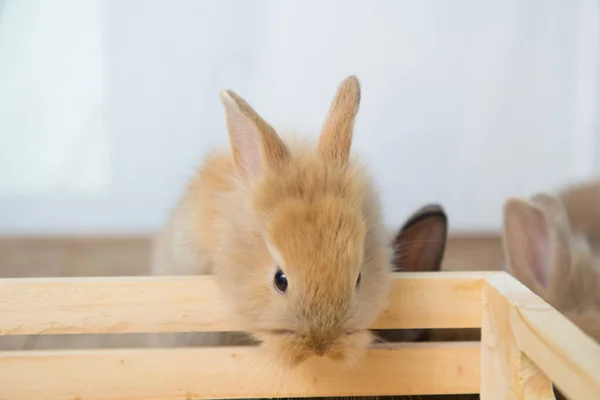 Brown cute baby rabbit on wood table. Adorable young bunny in lovely action. Famous small pet.