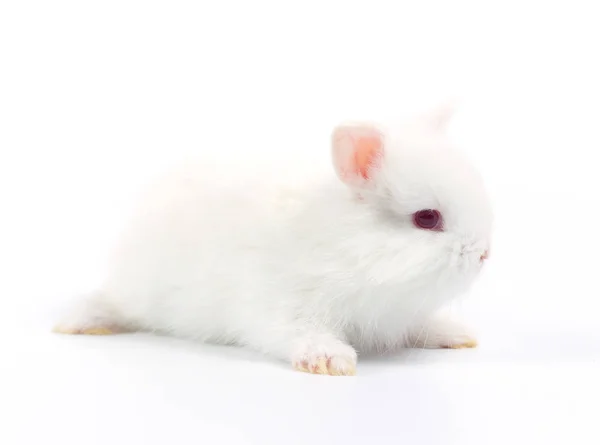 Lapin Adorable Bebe Sur Fond Blanc Jeune Lapin Mignon En Action Charmant Animal De Compagnie Aux Cheveux Pelucheux Paques A Lapin Comme Celebration De Symbole Vue Animaux Stock Photo Lapin Adorable Bebe Sur Fond Blanc Jeune Lapin Mignon En Action Charmant Animal De Compagnie Aux Cheveux Pelucheux Paques A Lapin Comme Celebration De Symbole Vue Animaux Stock Photo