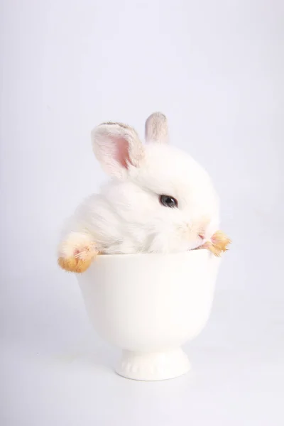 Lapin Adorable Bebe Sur Fond Blanc Jeune Lapin Mignon En Action Charmant Animal De Compagnie Aux Cheveux Pelucheux Paques A Lapin Comme Celebration De Symbole Vegetarien Fete Stock Photo Lapin Adorable Bebe Sur Fond Blanc Jeune Lapin Mignon En Action Charmant Animal De Compagnie Aux Cheveux Pelucheux Paques A Lapin Comme Celebration De Symbole Vegetarien Fete Stock Photo