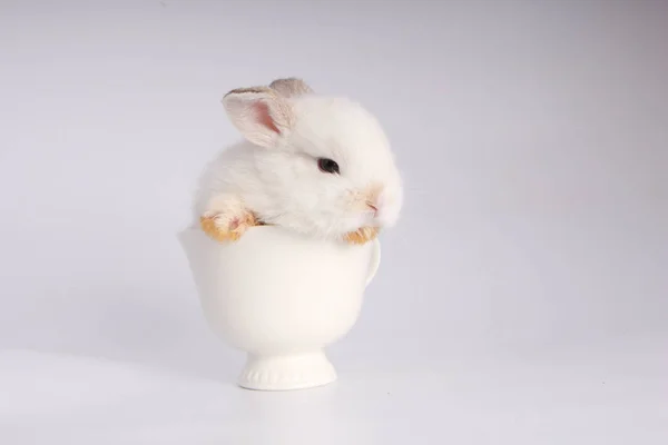 Lapin Adorable Bebe Sur Fond Blanc Jeune Lapin Mignon En Action Charmant Animal De Compagnie Aux Cheveux Pelucheux Paques A Lapin Comme Celebration De Symbole Vue Animaux Stock Photo