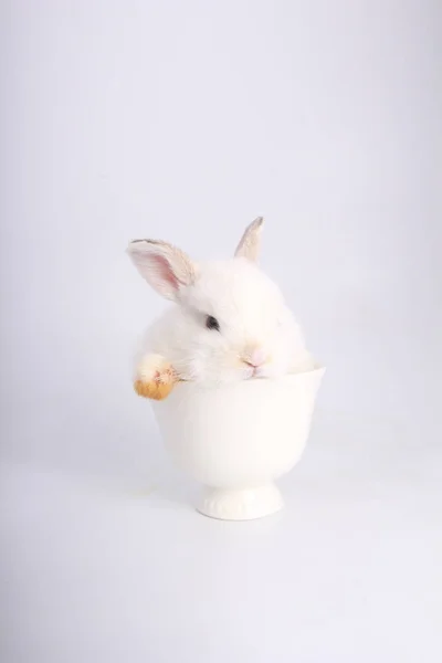Lapin Adorable Bebe Sur Fond Blanc Jeune Lapin Mignon En Action Charmant Animal De Compagnie Aux Cheveux Pelucheux Paques A Lapin Comme Celebration De Symbole Vegetarien Fete Stock Photo Lapin Adorable Bebe Sur Fond Blanc Jeune Lapin Mignon En Action Charmant Animal De Compagnie Aux Cheveux Pelucheux Paques A Lapin Comme Celebration De Symbole Vegetarien Fete Stock Photo