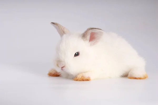 Lapin Adorable Bebe Sur Fond Blanc Jeune Lapin Mignon En Action Charmant Animal De Compagnie Aux Cheveux Pelucheux Paques A Lapin Comme Celebration De Symbole Amiable Habitat Stock Photo Lapin Adorable Bebe Sur Fond Blanc Jeune Lapin Mignon En Action Charmant Animal De Compagnie Aux Cheveux Pelucheux Paques A Lapin Comme Celebration De Symbole Amiable Habitat Stock Photo
