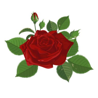 Vektör. Gül buketi. Kırmızı çiçek. Vintage çiçek arka plan. Sulu boya resim. Beyaz izole rosebud. Gül, tomurcukları, yapraklar ve çiçekler. Düğün, doğum günü, tasarım şablonu davetiye .