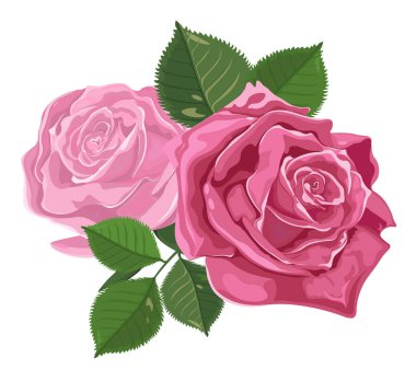 Vektör çiçek, pembe Gül bileşimi ve beyaz arka plan üzerinde bırakır
