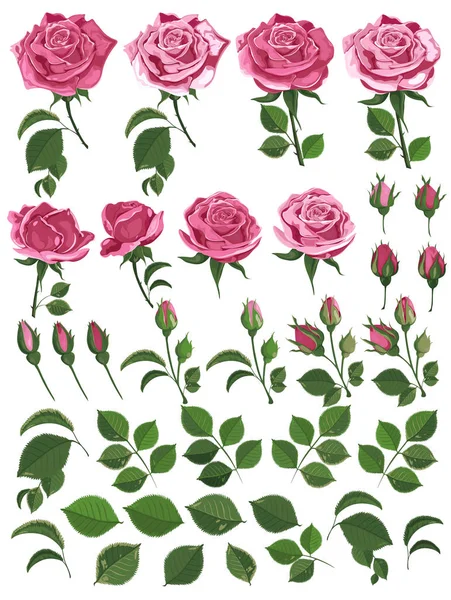 Vector set of pink roses with leaves and buds on white background — Stock Vector