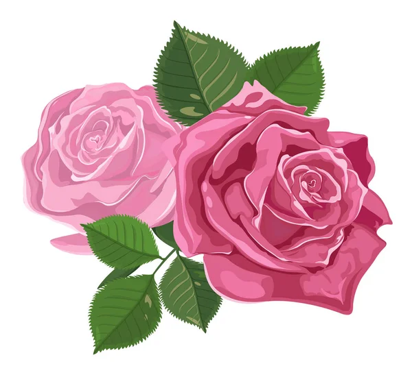 Pink rose with stem isolated on white. Vector illustration. — Stock ...