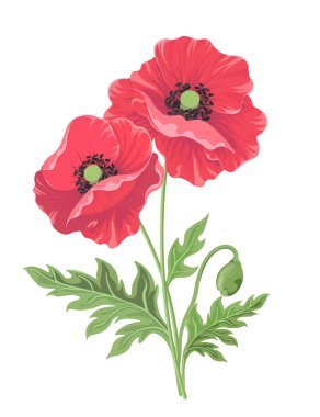 Vektör çizim. Bud ve beyaz arka plan üzerinde izole yaprakları haşhaş çiçeklerle çifti.