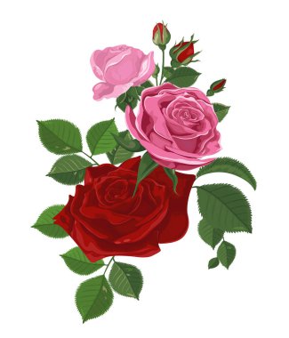 Vektör. Gül buketi. Sulu boya resim. Rose Bud beyaz izole. Gül, tomurcukları, yaprakları. Düğün, doğum günü, tasarım, davetiye şablon