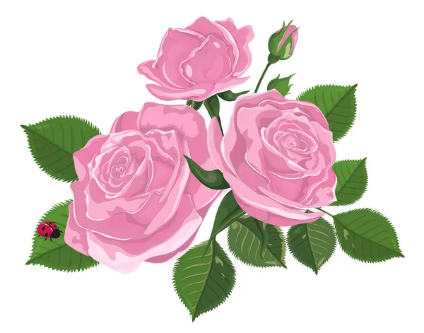 Вектор. Букет роз. Акварель. Роуз Бад изолирована на белом. Розы, почки, листья. Свадьба, день рождения, дизайн, пригласительный билет — стоковый вектор