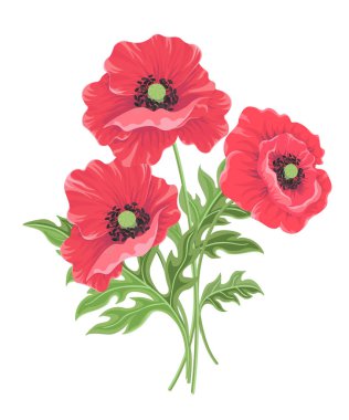 Beyaz arka planda izole üç kırmızı Poppies vektör Illustration.