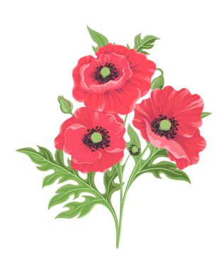 Beyaz arka planda izole üç kırmızı Poppies vektör Illustration.