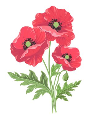 Bud ve beyaz arka plan üzerinde izole yaprakları ile haşhaş çiçekleri.