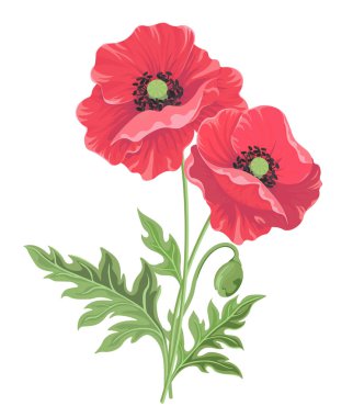 Haşhaş çiçekleri. Tasarım dekor veya tatil tebrik şablonu için Floral botanik illüstrasyon