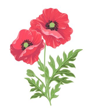 Two poppy flowers with buds and leaves isolated on white. Floral Botanical illustration for decor design or holiday greetings template-vector