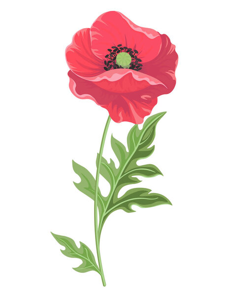 Vector illustration. Poppy flower isolated on white background-Vector.