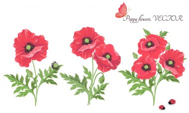 Vektör. Çiçek buketi. Çiçek açan kırmızı haşhaş çiçekleri-kelebek uğur böceği tomurcukları beyaz izole yaprakları.