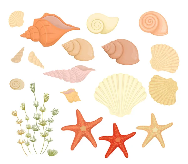 Fehér színű tengeri kagylókból és tengeri csillagakból izolált nyári készlet — Stock Vector