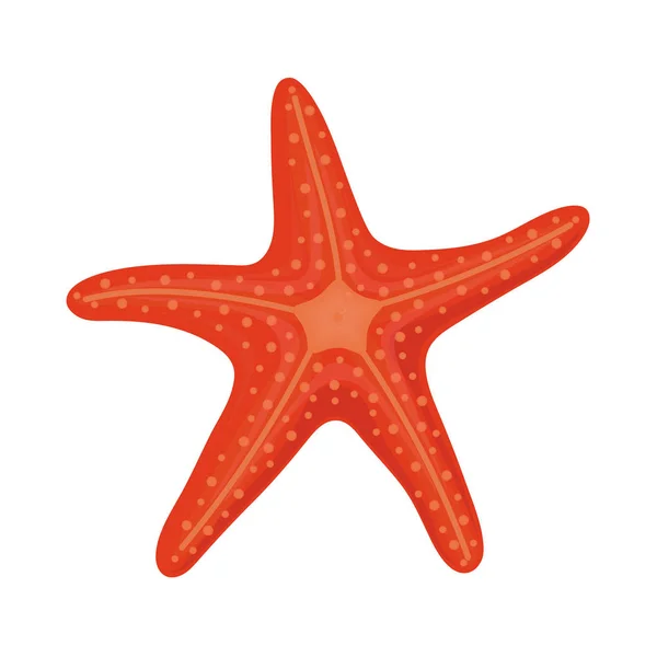 Estrella de mar roja en estilo de dibujos animados para elementos de diseño de verano aislados sobre fondo blanco — Vector de stock