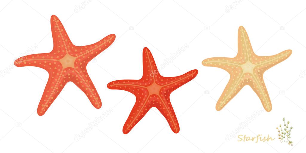 Starfish in cartoon style: print summer design element pattern on white background