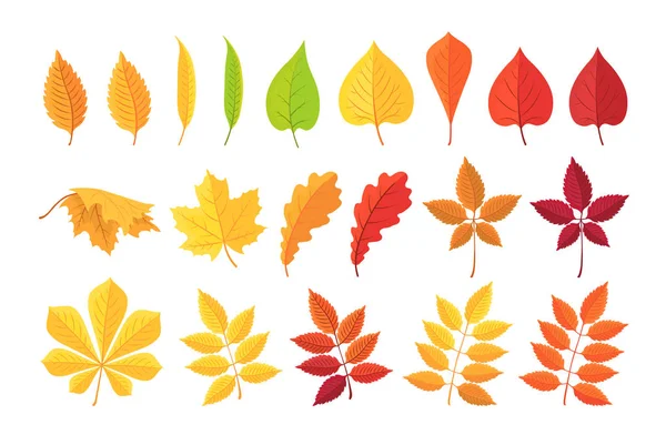 Ботанический набор ярких осенних листьев. Векторная иллюстрация . — стоковый вектор
