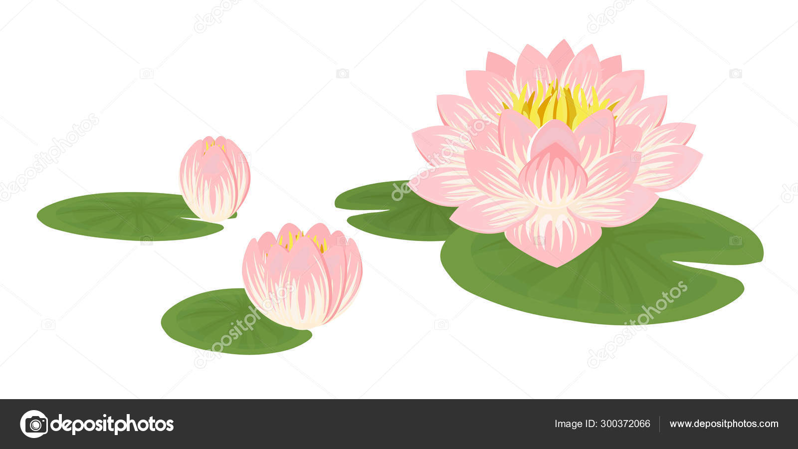 백합의 벡터 그림입니다. 흰색에 고립 된 수련. 녹색 잎핑크 연꽃의 구성. 스톡 벡터 -  ©kostenkoandrej30.gmail.com 300372066, image size:1600x900