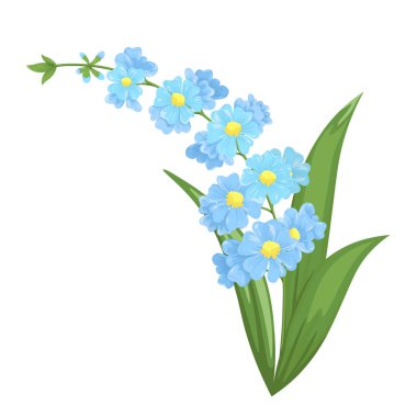 Unut-me-değil çiçekler beyaz arka plan yakın çekim izole. Çiçek açan mavi çiçeklerin güzel buketi