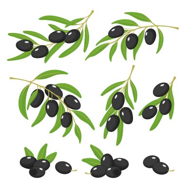 Zeytin ve yaprakları ile dal. Beyaz arka planda olgun zeytin seti
