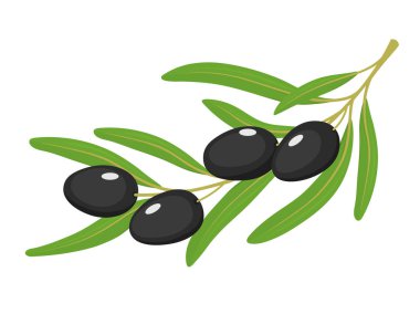 Zeytin ve beyaz arka plan üzerinde yaprakları ile Dal. Kozmetik, zeytinyağı, sağlık ürünleri.