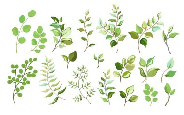 Yabani ve bahçe çim yaprakları ve dalları Botanik koleksiyonu seti