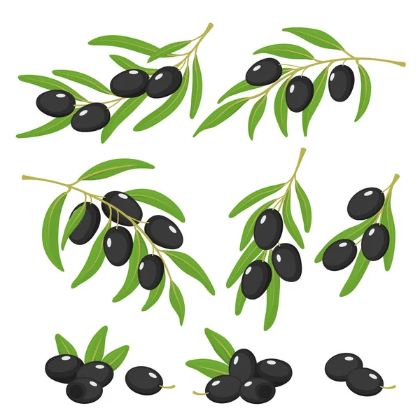Zeytin ve yaprakları ile dal. Beyaz arka planda olgun zeytin seti