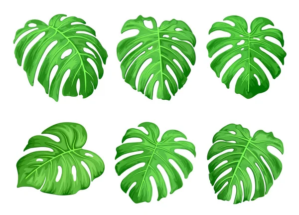 Feuilles vertes de la plante tropicale monstera. Ensemble botanique de feuilles exotiques — Image vectorielle
