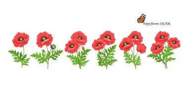 Haşhaş çiçeği. Kök tomurcukları ve yaprakları olan beş gelincik buketi. Çiçek ve düğün süslemeleri için suluboya desenler mevsimlik satış pankartları tebrik kartları.