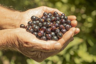 Erkeklerin avuçlarında sulu ve taze kuş üzümü.