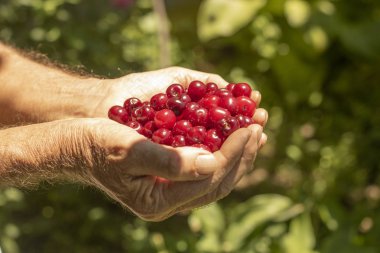 Erkeklerin avuçlarında sulu kirazlar var.