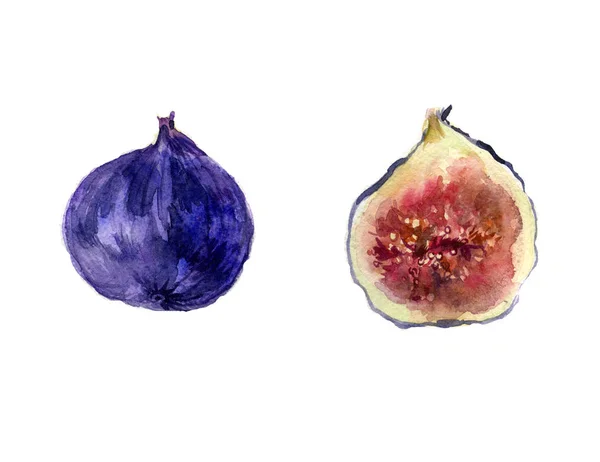 Pembe izole zinnia çiçeği
