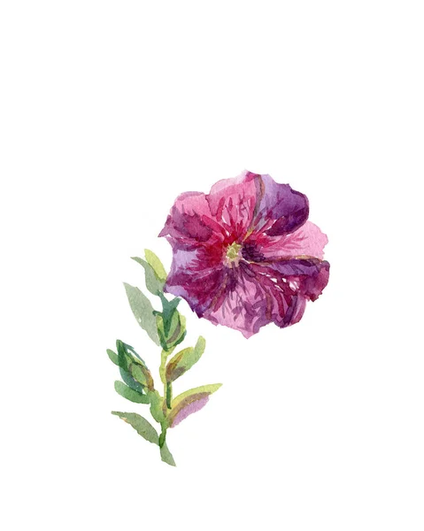 Rosa Isolerade Zinnia Blomma — Stockfoto