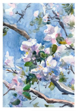 Çiçek açan bir elma ağacı dalları