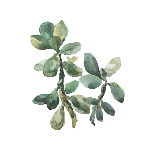 Aquarela Verde Crassula Fundo Branco — Fotografia de Stock