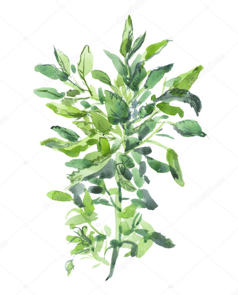 Green sage with  leaves