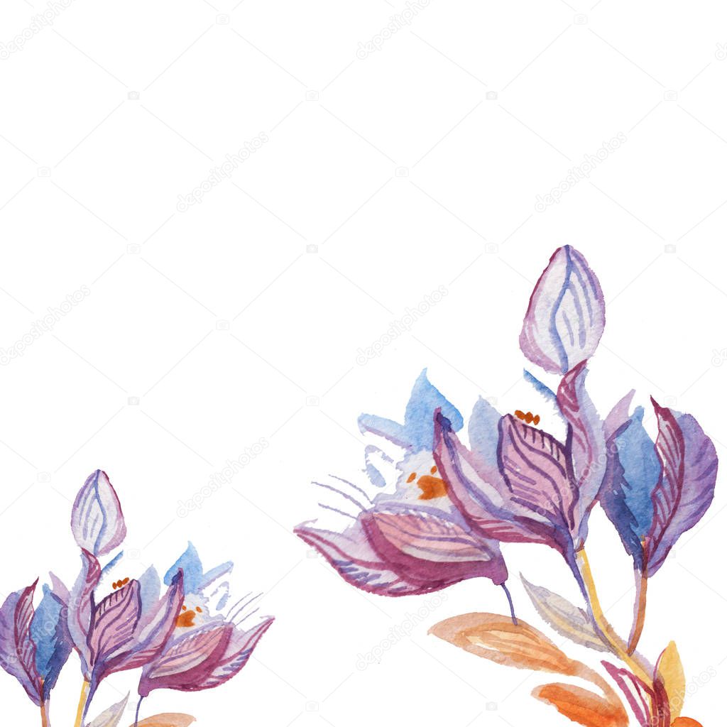 Copy space Watercolor purple crocuses. Bright spring place for text illustration on white isolated background. Design for web, baners, stickers, wrapping paper, wallpaper, packaging and postcards.
