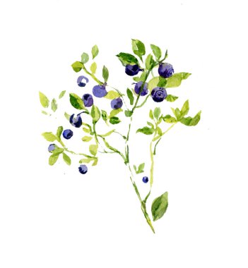 Yeşil yaprakları ile yaban mersini dalı